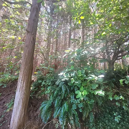 Πανσιόν The Handmade House Azores